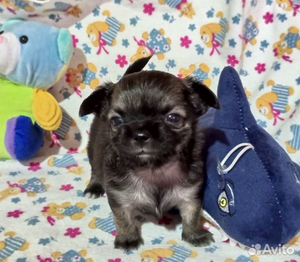Щенки чихуахуа