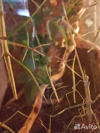 Аннамские палочники