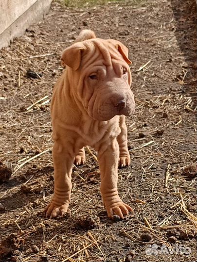 Щенки шарпей