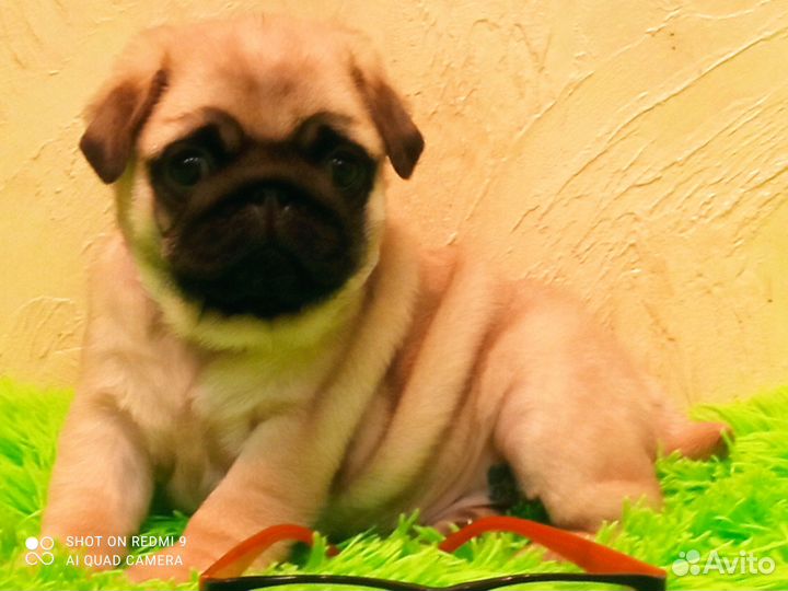 Щенки мопса