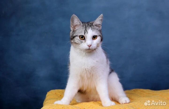 Ищет дом молодая кошечка Кати