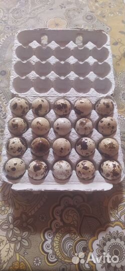 Яйца перепелиные