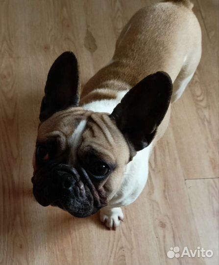 Французский бульдог вязка, продажа