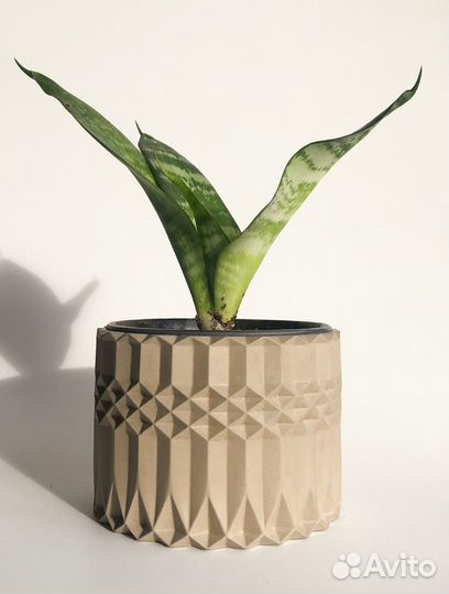 Сансевиерия ханни