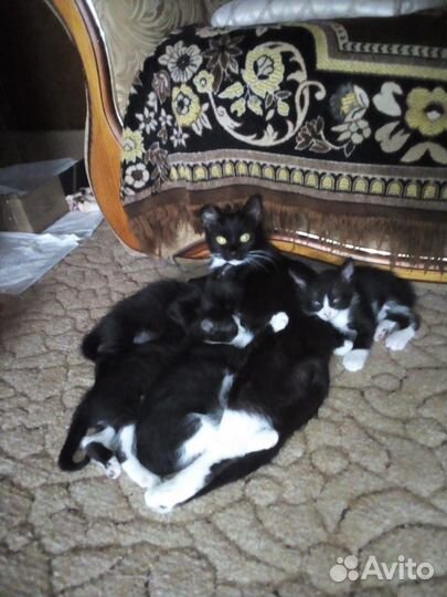 Котята в добрые руки