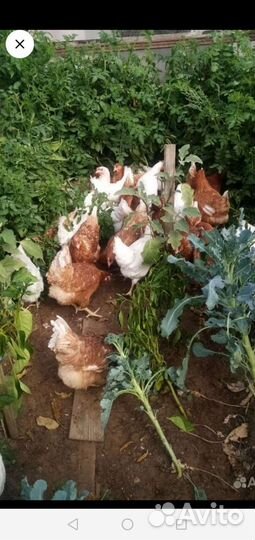 Куры молодки несушки