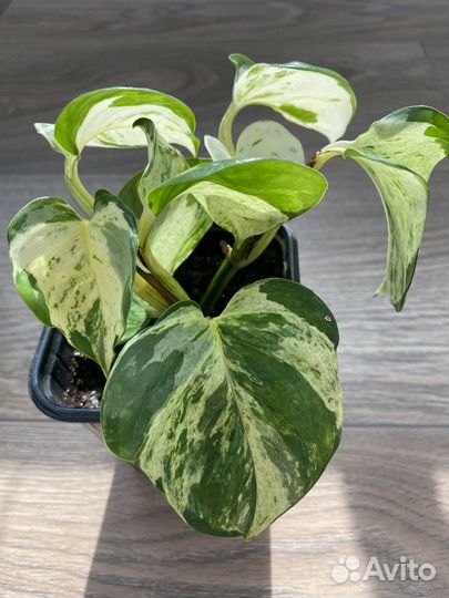 Домашние растения