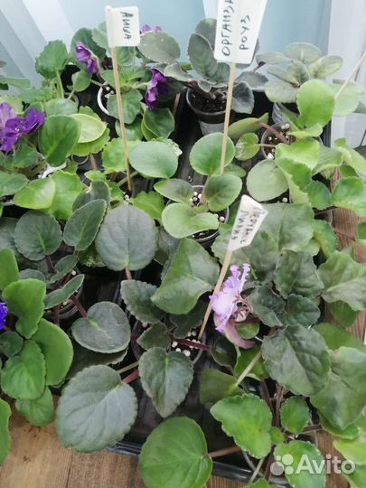 Фиалки сортовые