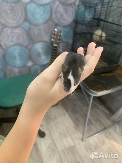 Декоративная крысы дамбо расцветка хаски