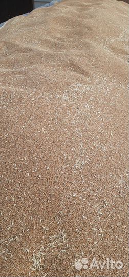 Зерно пшеница