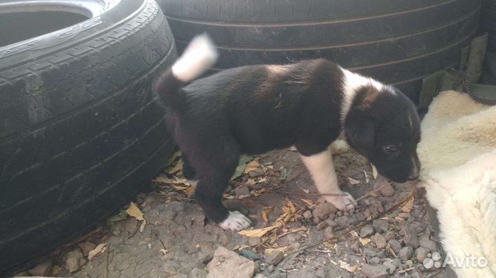 Щенок в добрые руки бесплатно