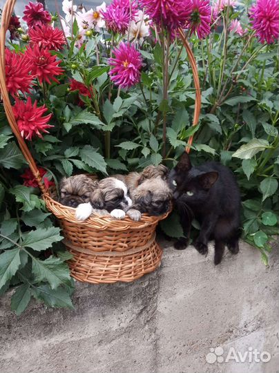 Щенки пекинеса