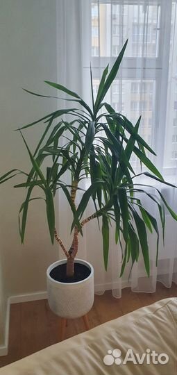 Пальма юкка