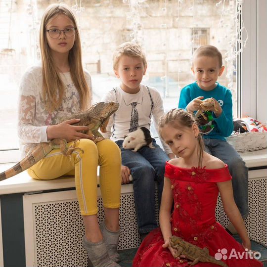 Рептилии, аренда