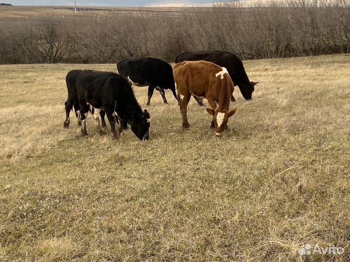 Бык, телки, телята