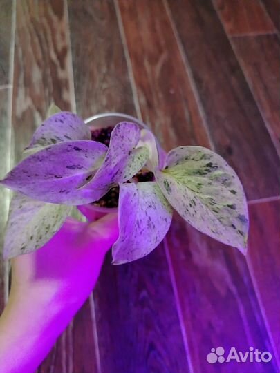 Сциндапсус