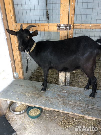 Коза дойная
