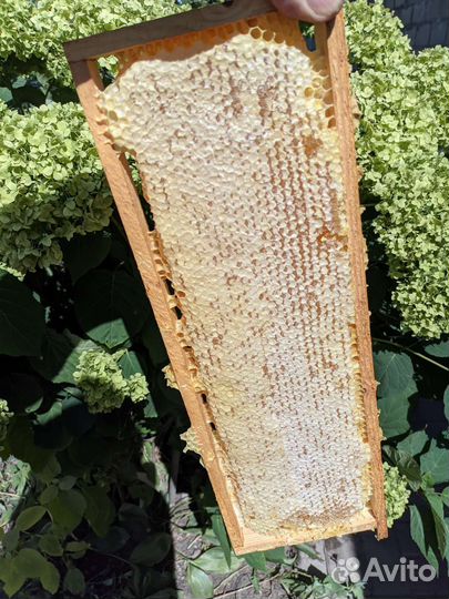 Мёд в сотах