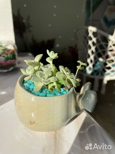 Мини садик из суккулентов