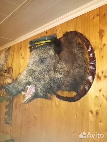 Чучела животных