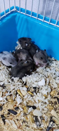 Джунгарский хомяк