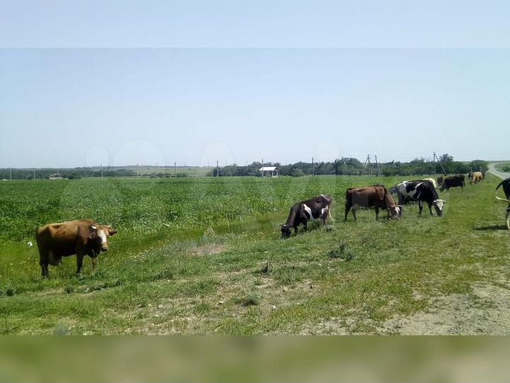 Животноводческая ферма 22 га в с. Грушевское