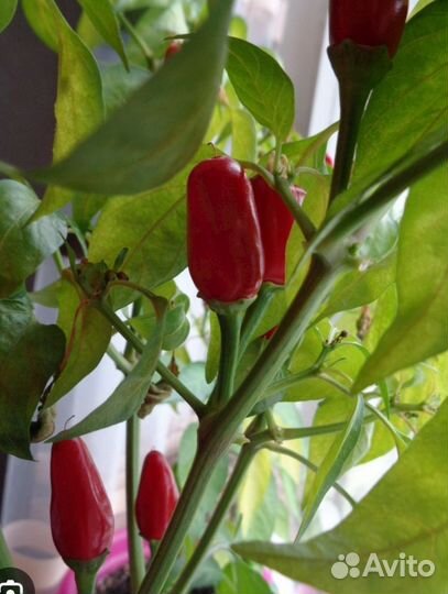 Перец острый