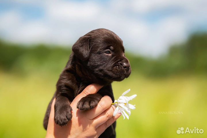 Щенки лабрадора