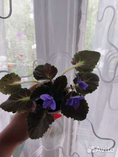 Фиалки продажа