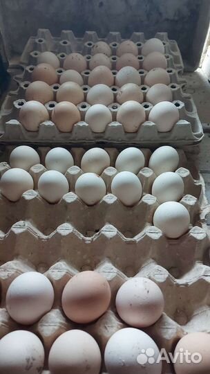 Инкубационное яйцо виандот, лакенфельдер, малин