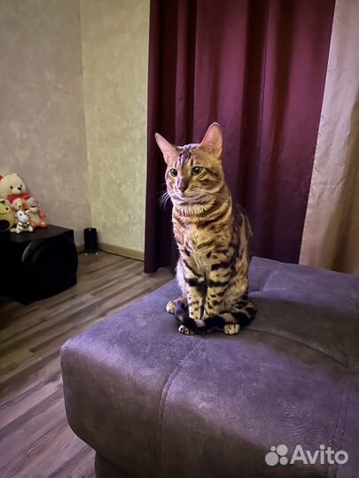 Бенгальский кот на вязку