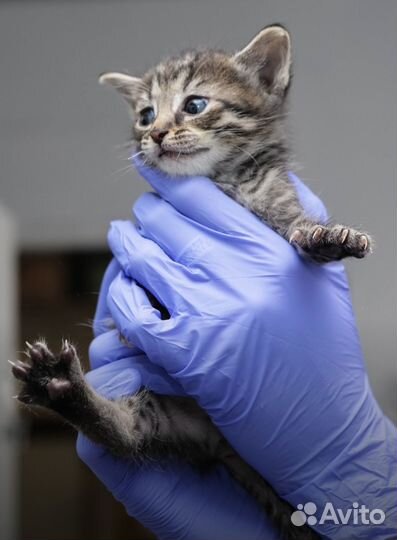 Котенок девочка 1,5 месяца