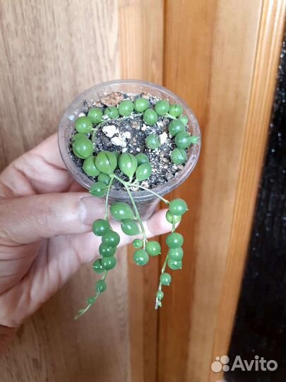 Седум буррито, оттона мясистая и др