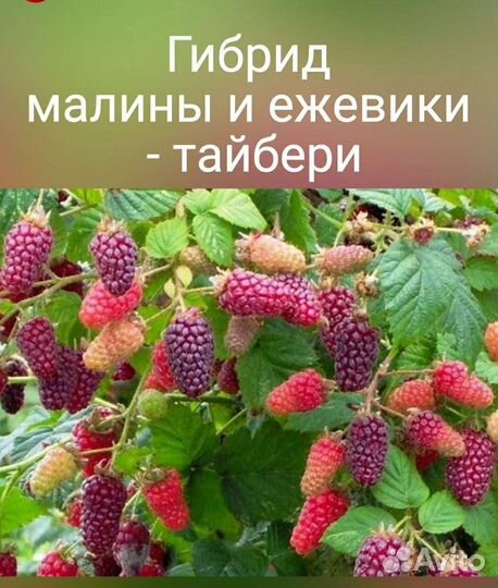 Малина сорт Тайбери