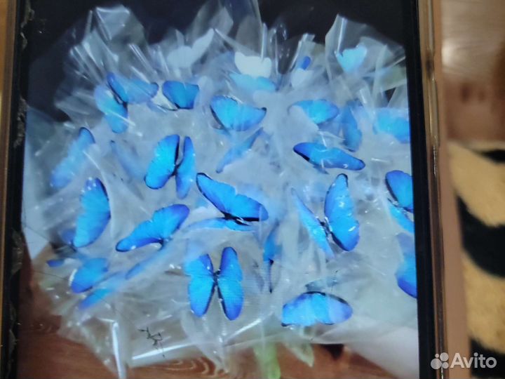 Коралл балянус