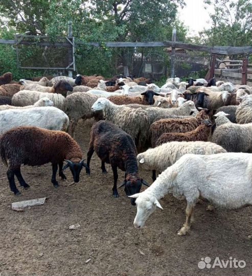 Овцы