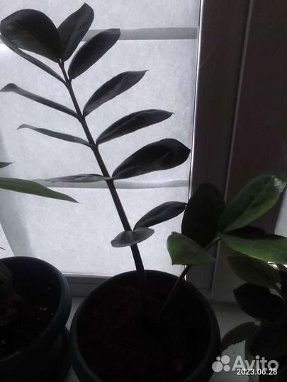 Долларовое дерево