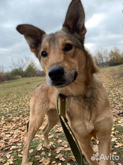 Классная собака ждёт свою семью в приюте