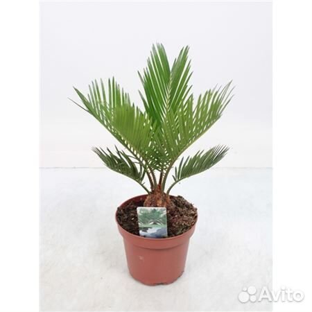 Цикас революта 12 40