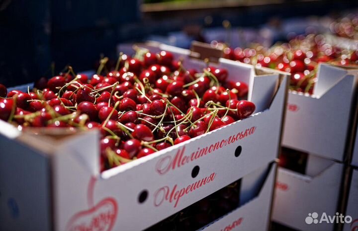 Черешня абрикос оптом