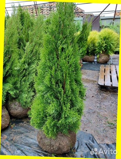 Живая изгородь из туй. Быстрорастущая. Пышная