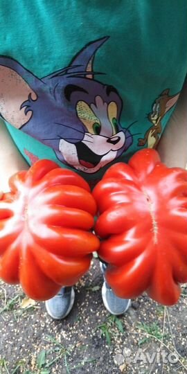 Семена редких крупноплодных томатов