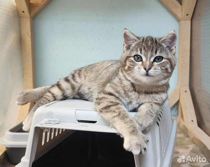 Котенок - девочка 3 месяца