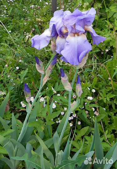 Ирисы бородатые сортовые