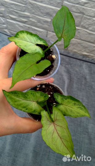 Сингониумы сортовые (71 сорт)