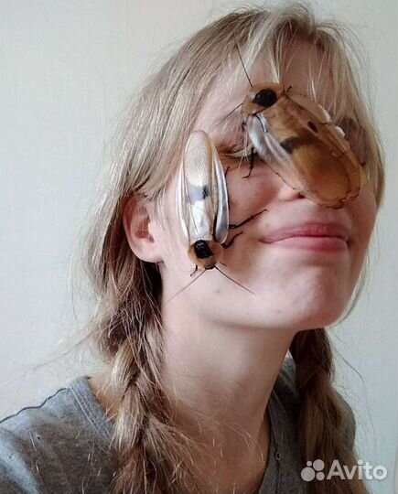 Гигантский таракан blaberus giganteus