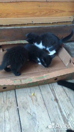 Котята в добрые руки