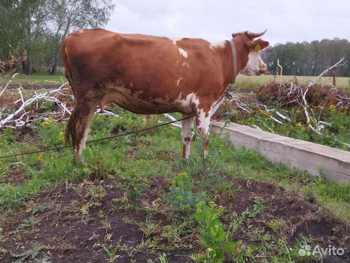 Корова дойная,телки