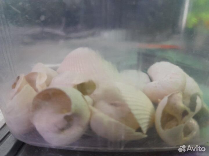 Ракушки, мрамор, грунт, декор, колбы для сифона