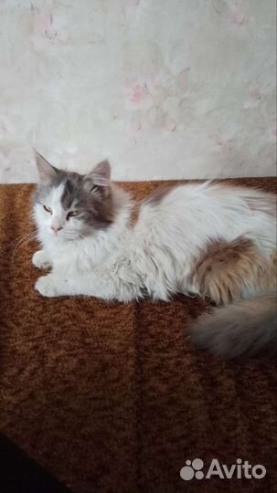 Трехцветная кошечка